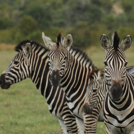 Idube Game Reserve Sabi Sand Game Reserve Exterior foto