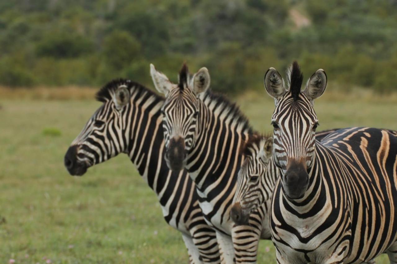 Idube Game Reserve Sabi Sand Game Reserve Exterior foto